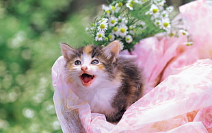 short-fur tricolor kitten
